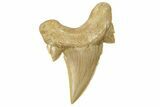 Large, Fossil Shark Tooth (Otodus) - Morocco #259924-1